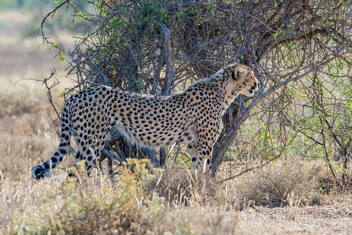 非洲南部大草原上的一只幼豹