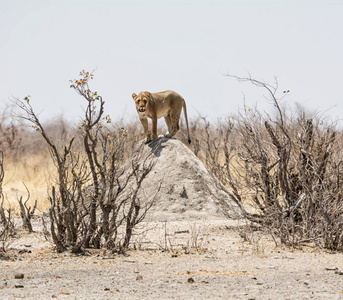 在纳米比亚大草原上, 雌狮使用白蚁丘作为瞭望柱