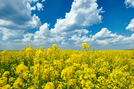 黄色的花场，美丽的春天风景