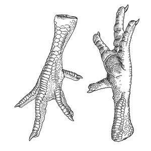 公鸡汤图片-公鸡汤素材-公鸡汤插画-摄图新视界