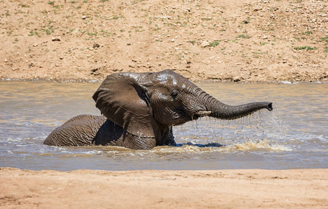 一只非洲象在纳米比亚的一个炎热的日子里溅起了水花
