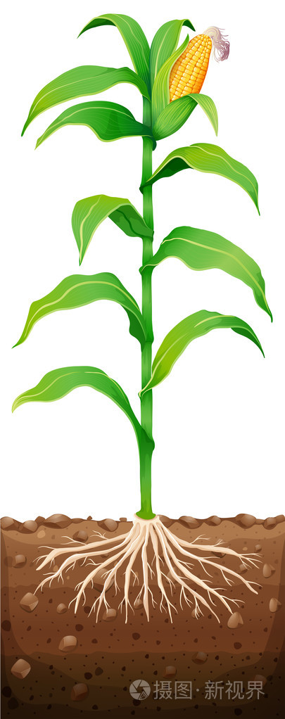 新鲜玉米与地下的根