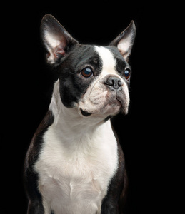 波士顿猎犬狗在孤立的黑色背景照片