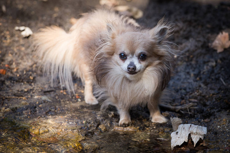 在小溪的狗奇瓦瓦州走在丛林中的小溪照片