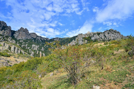 野生玫瑰灌木在岩石山脉的背景