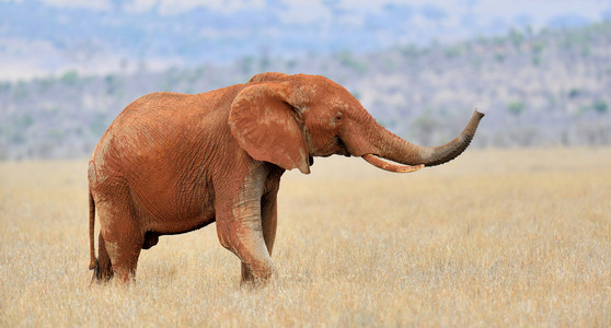 在肯尼亚国家公园中的大象