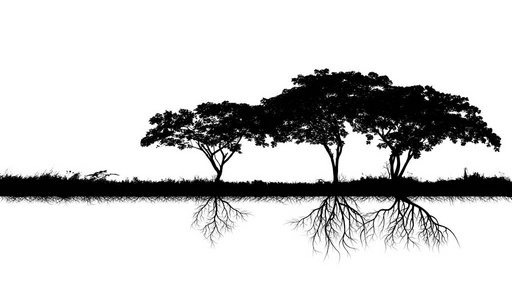 白色背景下有根隔离的大树剪影照片