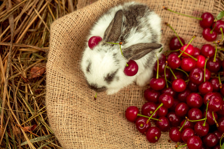 可爱的兔子坐着樱桃浆果