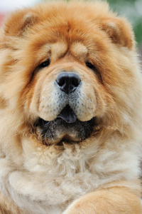 松狮狗迪娜图片