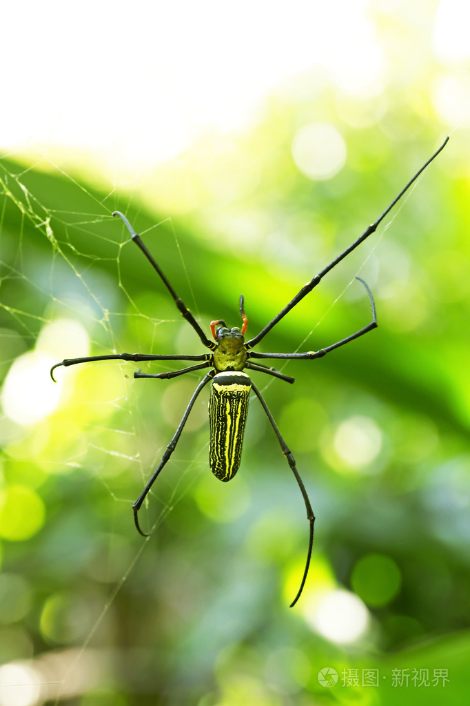 在森林里的金蜘蛛蜘蛛