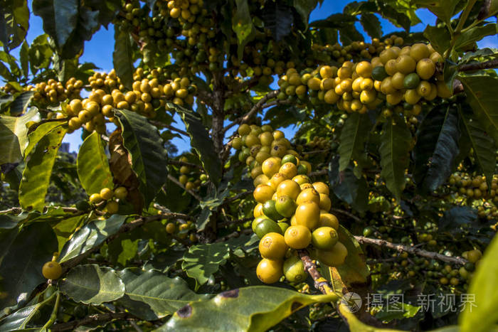 巴西圣保罗州的咖啡场
