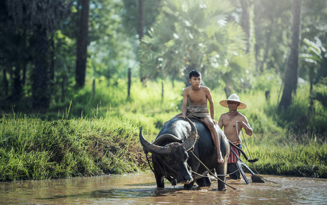 亚洲农夫和儿子在工作与他的水牛