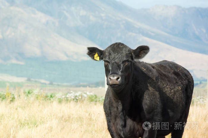 暂无图片作者mountainseal新媒体授权标准授权扩展授权如何选择jpg大