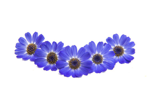 蓝色的瓜叶菊孤立图片