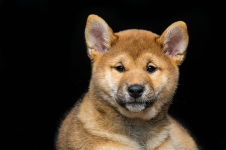 美丽 shiba inu 小狗