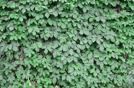 绿色的常春藤沿着米色的墙壁生长。野生常春藤浓密灌丛的质地