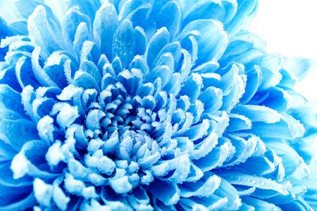 美丽的蓝色的菊花