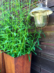 老式灯笼和绿色的植物，在一个生锈的锅
