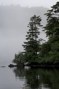 斯基纳海岸的常青树夏洛特区域区, 海达 Gwaii, 格雷厄姆岛, 不列颠哥伦比亚, 加拿大