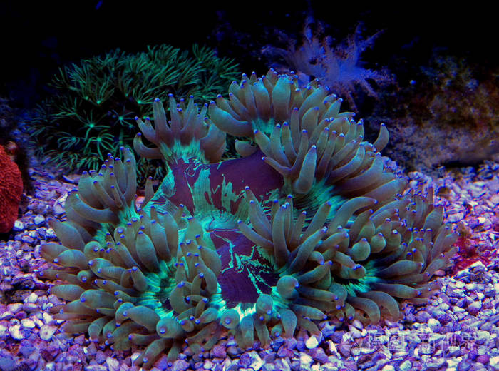 珊瑚礁水族馆中的lps优雅珊瑚(catalaphyllia jardinei)