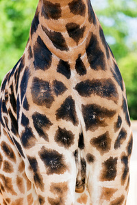 真皮的长颈鹿与浅色和深色的棕色斑点的皮肤