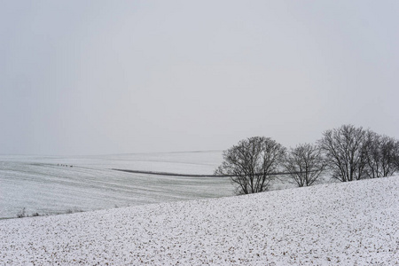 连绵起伏的田野冬季景象覆盖着积雪。寒冷的冬天天
