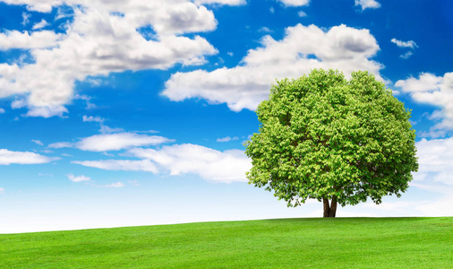 草地和大树的夏日风光, 蓝天白云照片