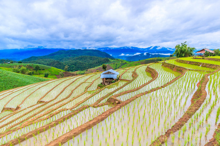 在泰国的稻田