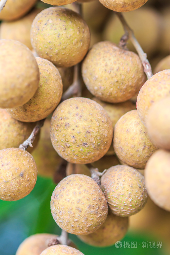 在果园龙眼果实