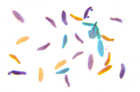 科学显微镜摄影.草履虫照片