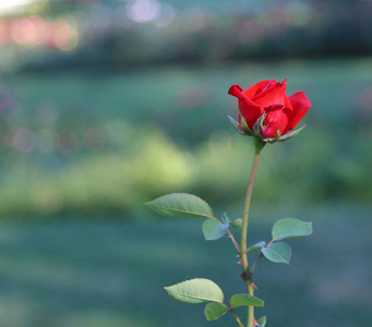 花园里有刺茎的红玫瑰