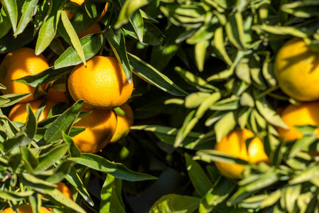 树上成熟的橙汁橘子