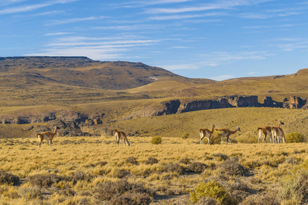 组的骆马在巴塔哥尼亚景观，阿根廷