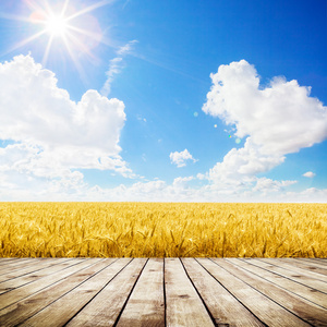 黄色麦田二地板在黄色麦田照片