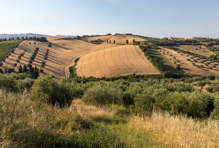 山上的橄榄树林和农场的全景视图。意大利