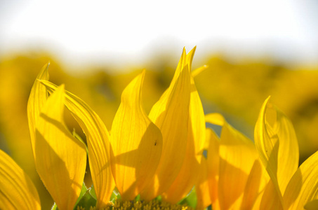 美丽的黄色花瓣盛开的向日葵在夕阳的夏日田野里