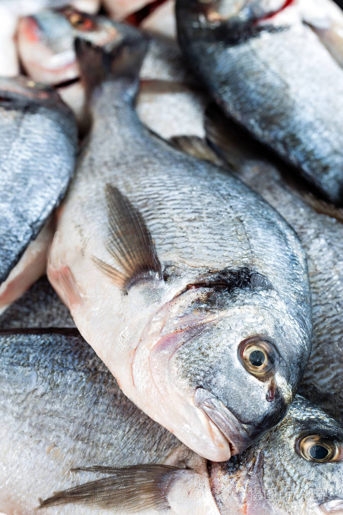 鱼新鲜的海鲷生肉鱼