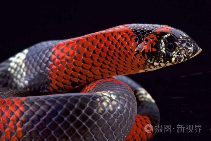 三色对角蛇lystrophisulcher