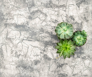 肉质混凝土石头背景花卉平躺图片