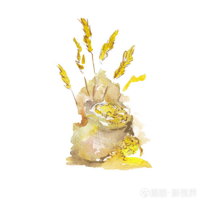 麦芽文化孤立在白色的背景水彩插图