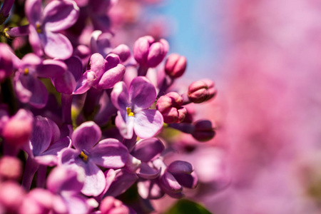 紫花背景图片 紫花背景素材 紫花背景插画 摄图新视界 紫花背景图片 紫花背景素材 紫花背景插画 摄图新视界