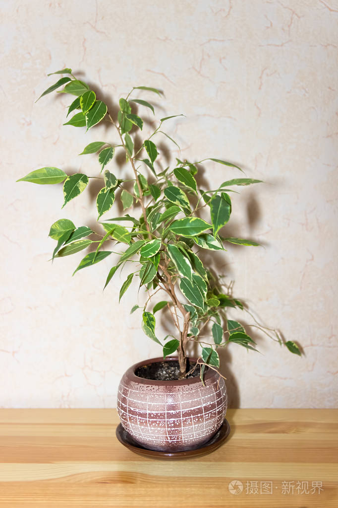 垂叶榕室内植物