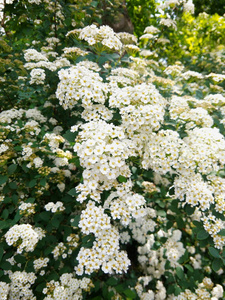 罗莎野蔷薇花在花园里, 小白花在灌木上, 植物园在春天, 绿枝和美丽的花朵, 为设计师准备, 复制空间