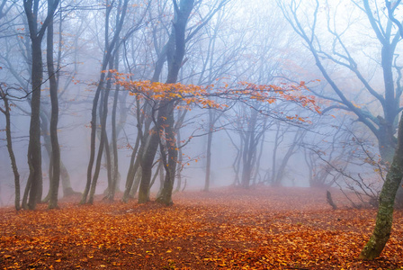 蓝色薄雾下的寂静的秋林