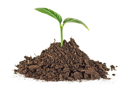 小植物对土壤图片