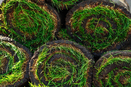 绿色的草坪草卷照片