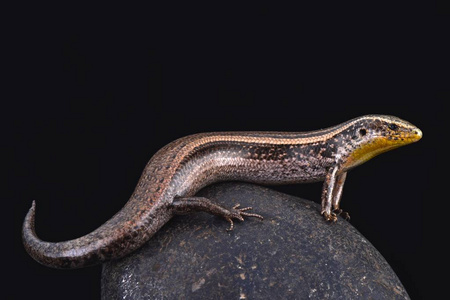 条纹金丝雀滑囊chalcides sexlineatus bistriatus