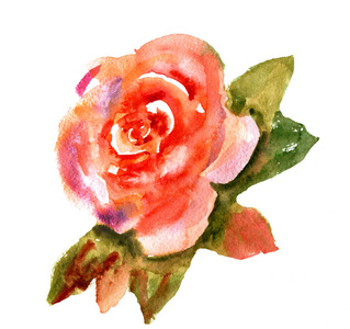 老式的水彩的明亮的红色的玫瑰图片