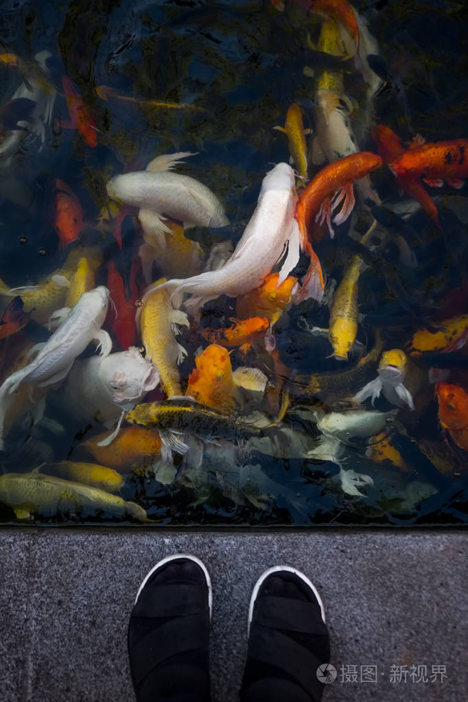 彩色锦鲤鱼nishikigoi或花式鲤鱼在锦鲤池塘游泳泰国