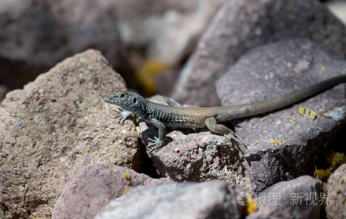 五颜六色的沙漠蜥蜴在岩石上变暖自己
